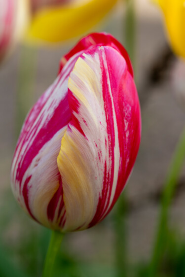 Tulipe striée