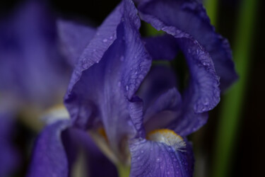 Iris Bleu
