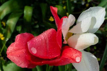 Tulipes après la pluie